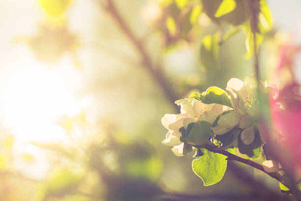 istock Spring blossom: branch of a blossoming apple tree on garden background 1064496708