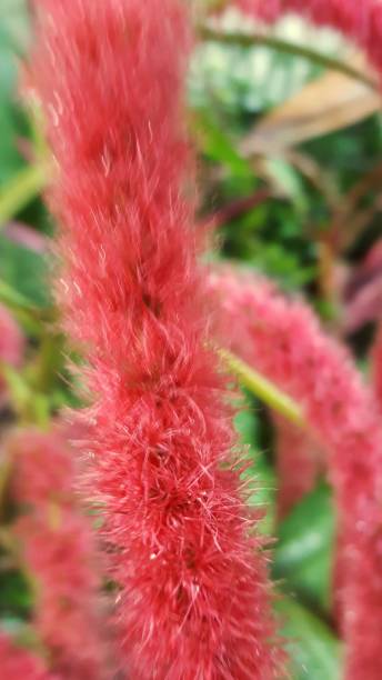 istock Chenille Red Hot Cattail plant. 1064497188