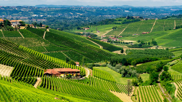 istock Vineyards near Barbaresco, Cuneo, in Langhe 1064498702