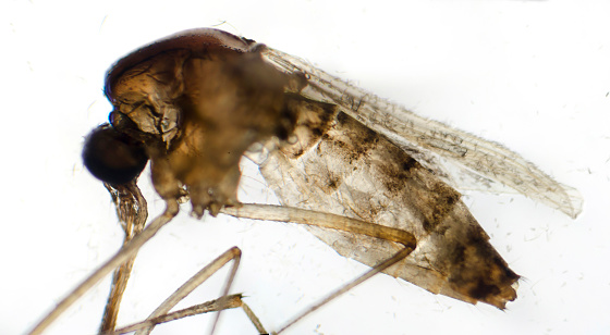 Mosquito under microscope, selective focus, light micrograph