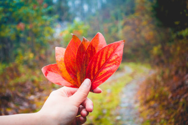 Woman Hand Holding Red Autumn Leaf