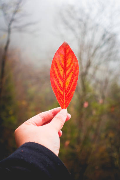 Woman Hand Holding Red Autumn Leaf