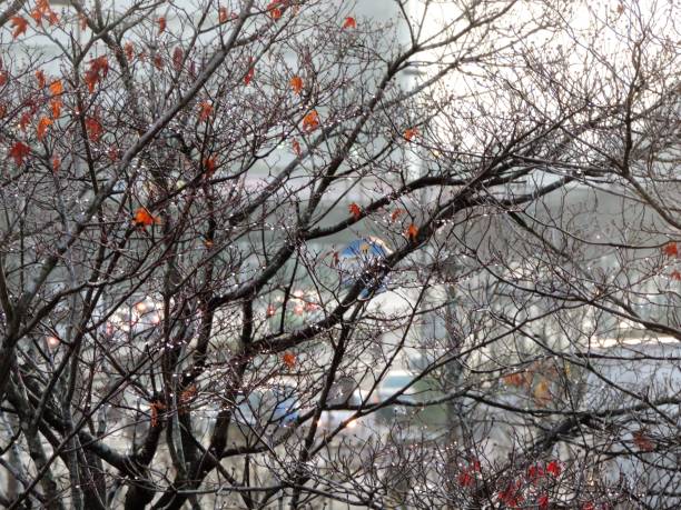 istock Tsukuba city after heavy snowfall 1064502130