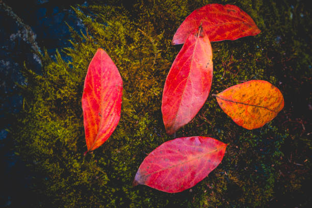 istock Red leaf on stone in autumn 1064502274