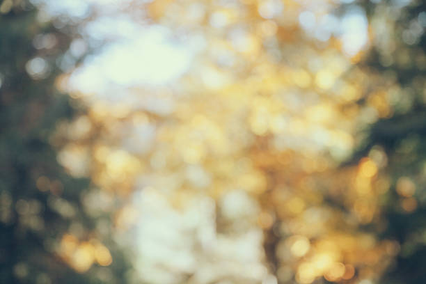 istock blurred shot of autumnal forest for background 1064503528