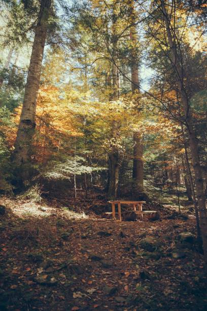 istock table in scenic mountain forest in Carpathians, Ukraine 1064503534