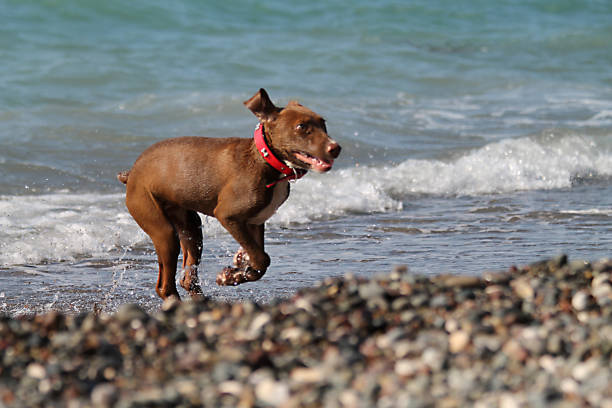 istock Dog jumping on the beach 1064504464