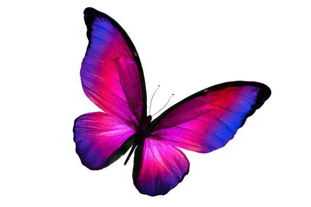 흰색 배경에 고립 된 아름 다운 멀티 컬러 나비 - moth 뉴스 사진 이미지