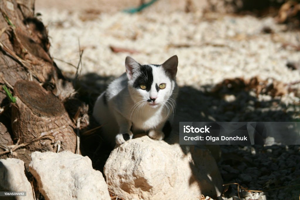 Cat With Black Eye Patch Stock Photo - Download Image Now - Animal, Animal  Body Part, Animal Eye - iStock