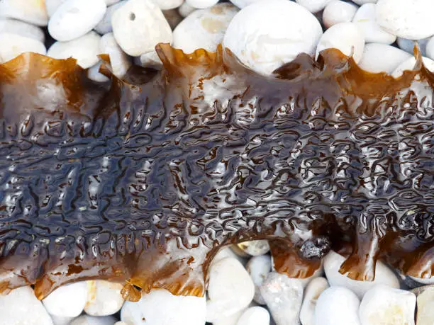 Photo of Brown ocean algae, sugar kelp thallus or sea belt on stones close-up, macro. Sea kale, seaweed, saccharina latissima, phaeophyceae, laminariaceae