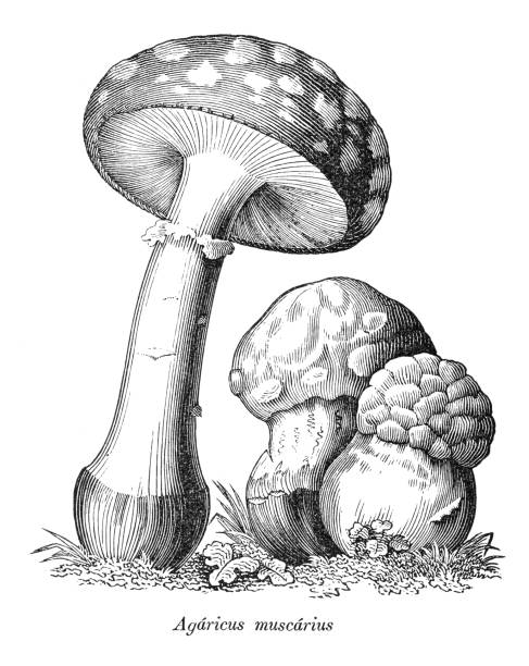 Fly agaric mushroom illustration 1880 Steel engraving mushroom AGARICUS MUSCARIUS ( Toad Stool-Bug Agaric ) this fungus contains several toxic compounds, the best known of which is Muscarin.
Agaricus is a genus of mushrooms containing both edible and poisonous species, with possibly over 300 members worldwide.
Original edition from my own archives
Source : Lehrbuch der Botanik 1880 amanita stock illustrations