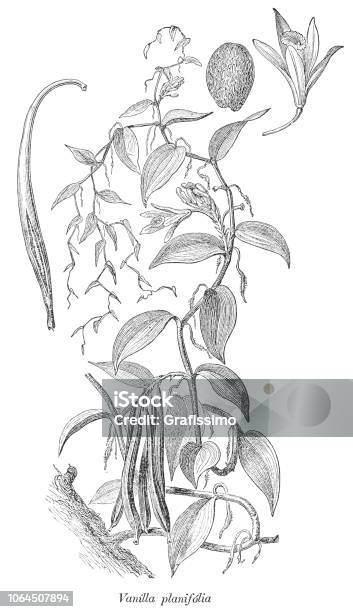 Vanilla Planifolia Orchid Plant Illustration 1880 Stock Illustration - Download Image Now - Vanilla, Orchid, Illustration