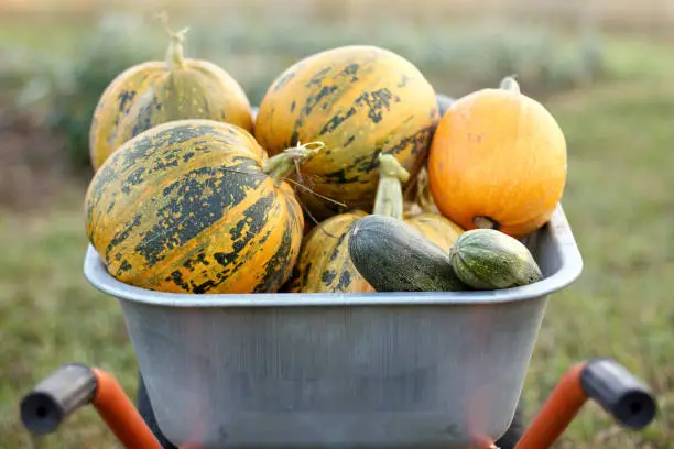 garden cart filled with different ripe pumpkins in the background of the field