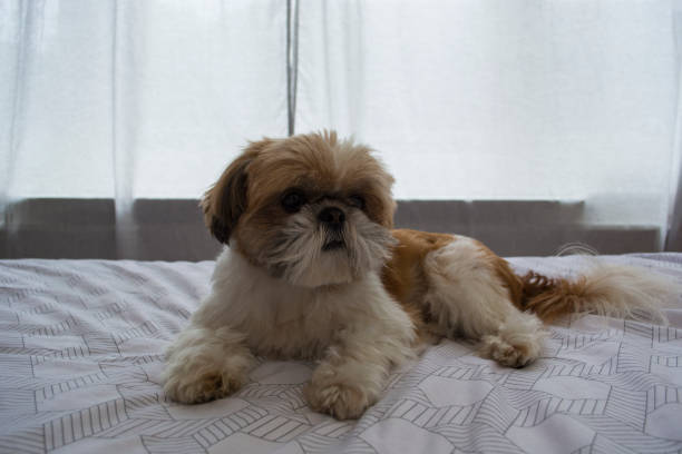 istock Adorable shih tzu dog in bed 1064514166