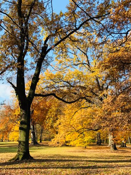 istock Public park in fall time in Europe 1064514556