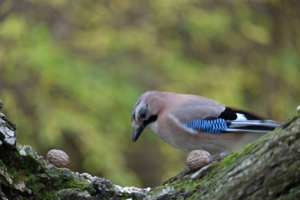 istock Eurasian Jay (Garrulus Glandarius) Somwhere in Poland. 1064515150