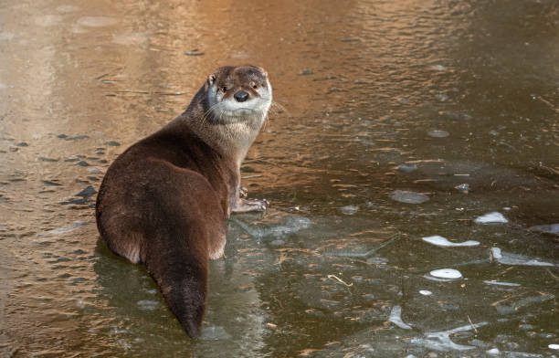 Eurasian otter (Lutra lutra) resting on a frozen creek.