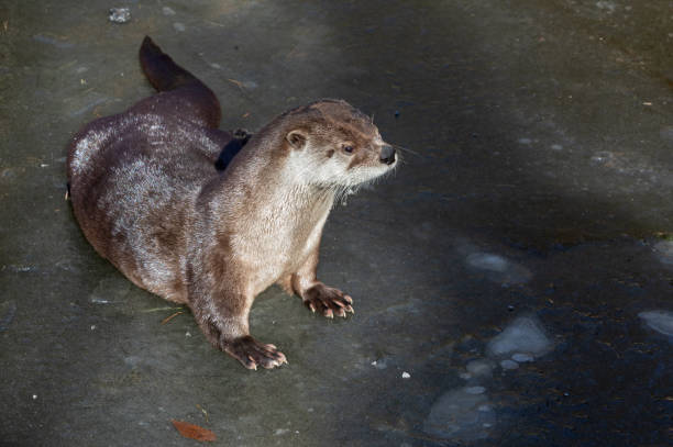 istock European otter sitting on ice 1064517764
