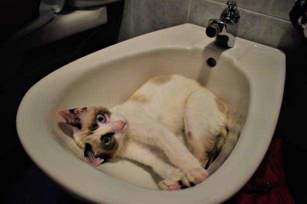 Funny scene - two kittens sleep in a washbasin. One kitten is tabby orange with blue eyes and one is colorful with yellow eyes and look straight into a camera. It is humorous photo with comedy concept