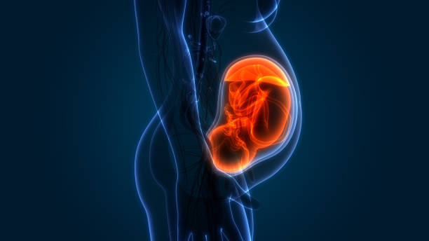 fœtus (bébé) dans anatomie de l’utérus - fetus photos et images de collection
