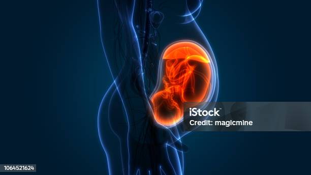 Fetus In Womb Anatomy Stock Photo - Download Image Now - Uterus, Fetus, Baby - Human Age