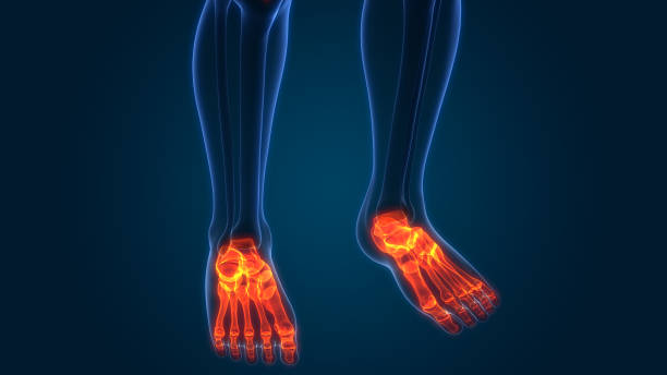 istock Human Skeleton System Foot Bone Joints Anatomy 1064521640