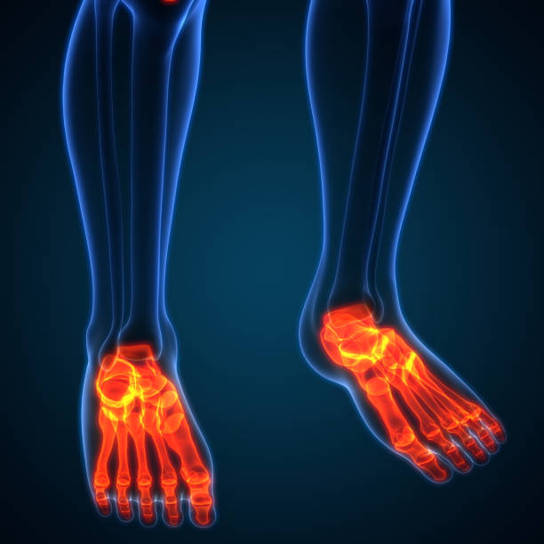 istock Human Skeleton System Foot Bone Joints Anatomy 1064521710