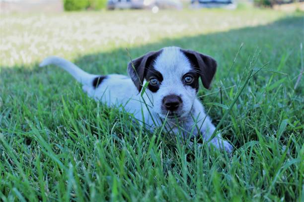 istock Adorable puppy on the grass II 1064521736