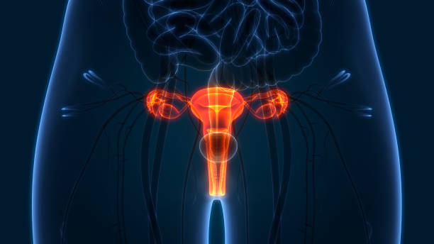 anatomie der weiblichen fortpflanzungsorgane - vagina uterus human fertility x ray image stock-fotos und bilder