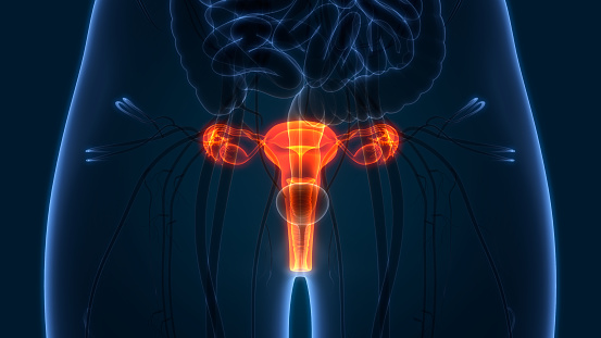 Anatomía del sistema reproductor femenino photo