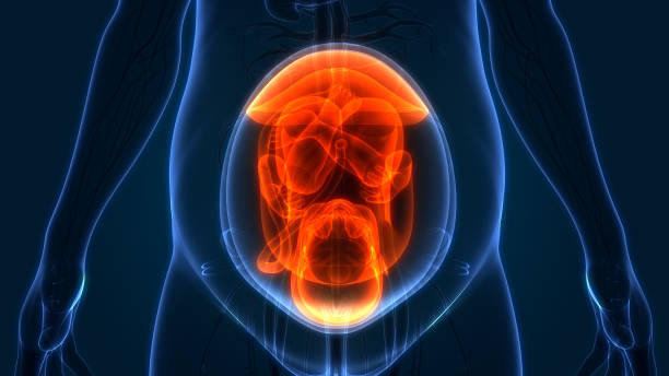 istock Fetus (Baby) in Womb Anatomy 1064521812