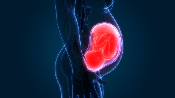 istock Fetus (Baby) in Womb Anatomy 1064521844