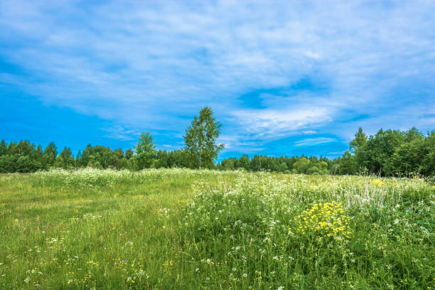 istock A small glade with white flowers on a summer sunny day. 1064525678