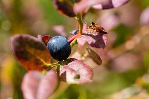 Close up of a blueberry on a red autumn sprigs and a orange stink bug sitting on a leaf