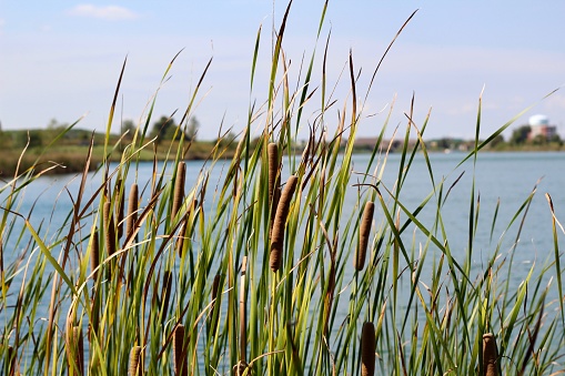 The cattails and the reed on the shore with the water of the lake in the background.
