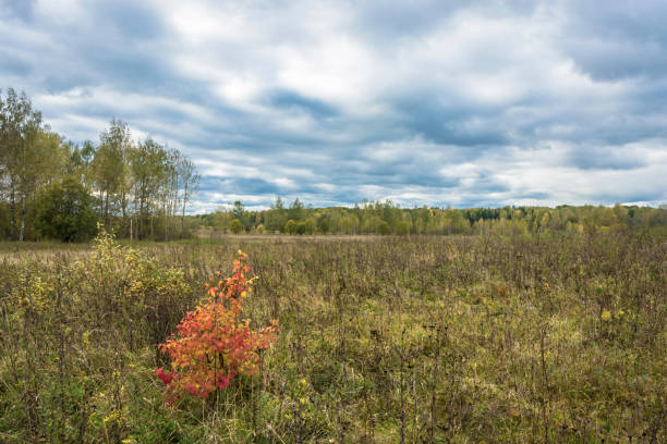 istock Beautiful autumn landscape on a cloudy day with a cloudy sky. 1064527490