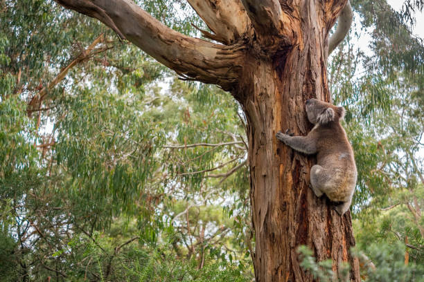 Wild koala in Adelaide Hills Wild koala in climbing up a tree in Adelaide Hills, South Australia koala tree stock pictures, royalty-free photos & images