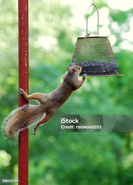 Hörnchen Stockfoto und mehr Bilder von Eichhörnchen - Gattung - Eichhörnchen - Gattung, Hängen, Farbbild