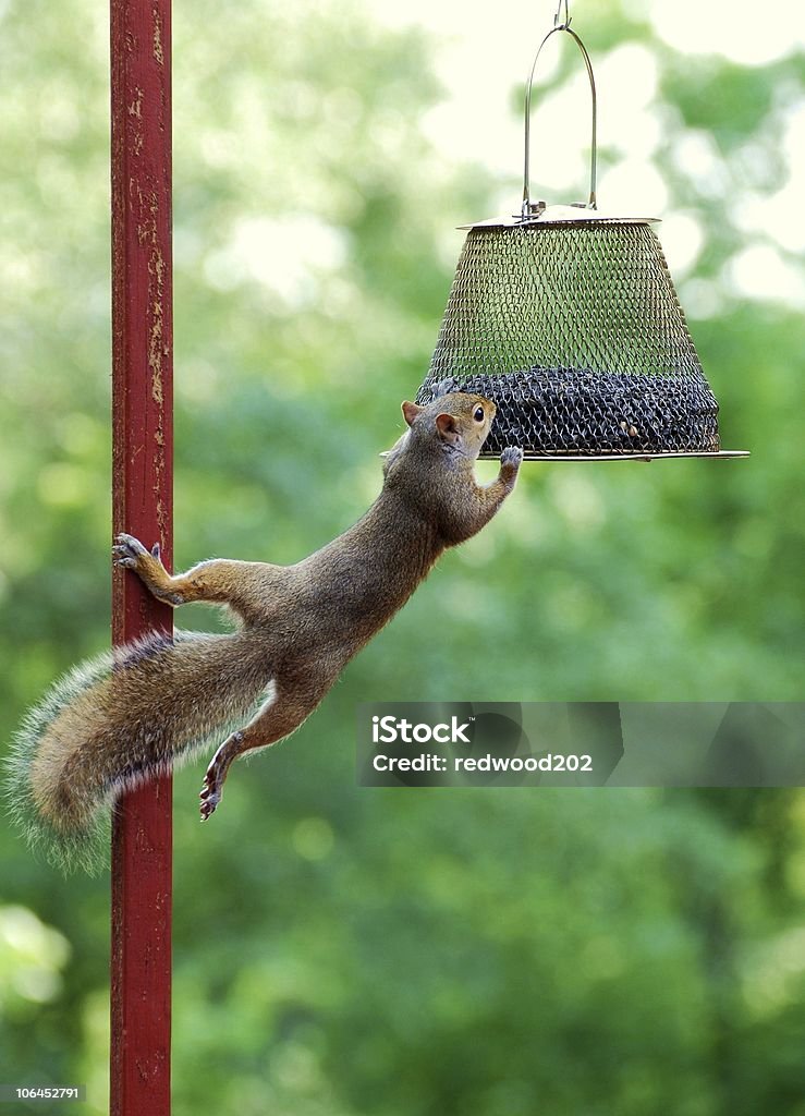 다람쥐 - 로열티 프리 다람쥐 스톡 사진