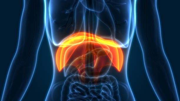 istock Human Respiratory System Diaphragm Anatomy 1064528138