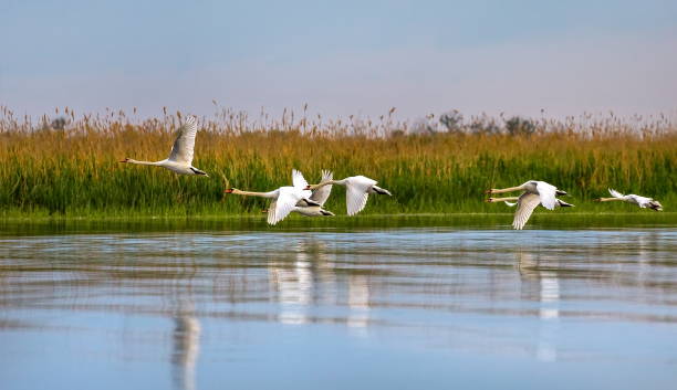istock Wild swans in the Volga River Delta. 1064528174