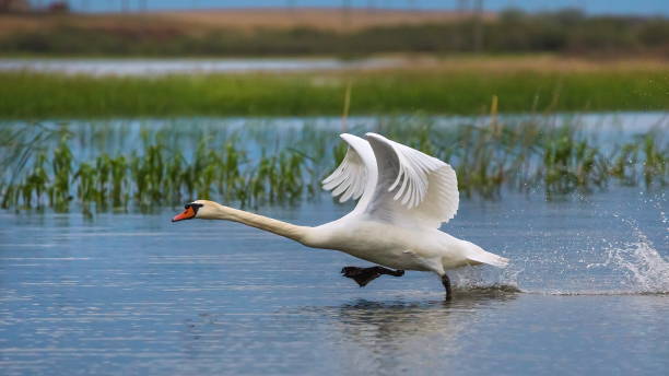 istock Wild swans in the Volga River Delta. 1064528314