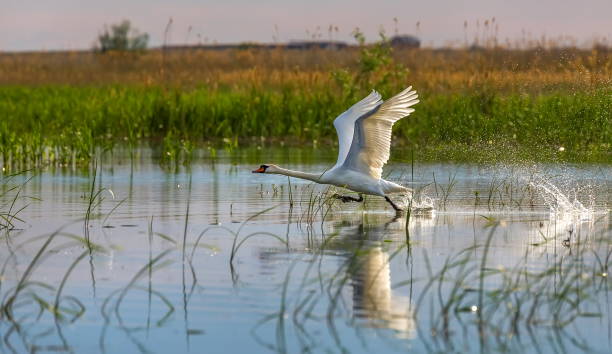 istock Wild swans in the Volga River Delta. 1064528348