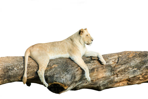 istock Female Lion Resting Isolated 1064533134