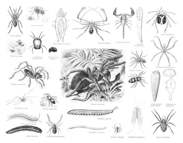 독 거미 거미 전갈 곤충 그림 1887 - water bear stock illustrations