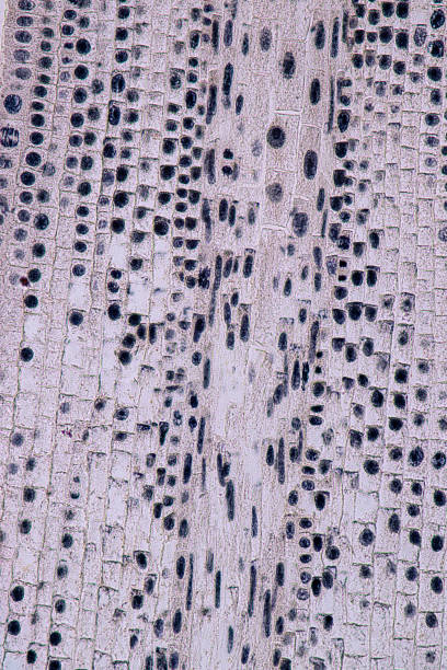 istock Root tip of Onion and Mitosis cell in the Root tip of Onion under a microscope. 1064534110