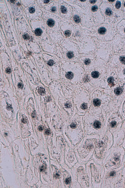 istock Root tip of Onion and Mitosis cell in the Root tip of Onion under a microscope. 1064535284
