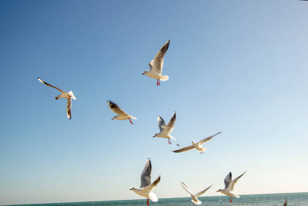 istock seagulls on the bank 1064535426