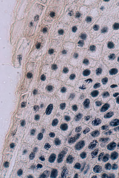 istock Root tip of Onion and Mitosis cell in the Root tip of Onion under a microscope. 1064535520