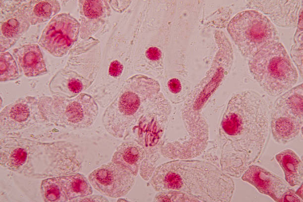 istock Root tip of Onion and Mitosis cell in the Root tip of Onion under a microscope. 1064535958